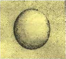 আর্কিটেকচারে রেন্ডারিং